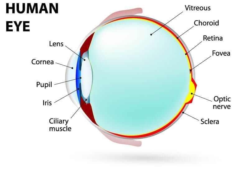 US dollar wandelen wapen Understanding the Different Parts of Your Eye - All About Eyes